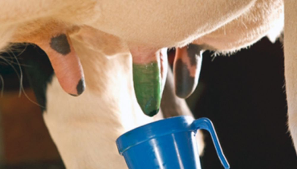 Optilactol garrafa de 20 kg sellador antiséptico de ubres para producción ecológica - IGORMA Canarias