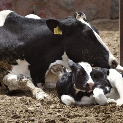 Ordeño Vacas