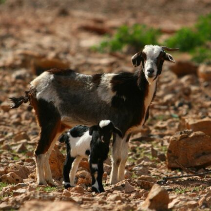 Ordeño Cabras y Ovejas